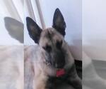 Small #1 Mutt