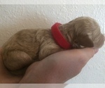 Puppy 1 Goldendoodle