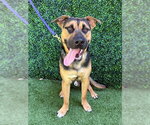 Small German Shepherd Dog Mix