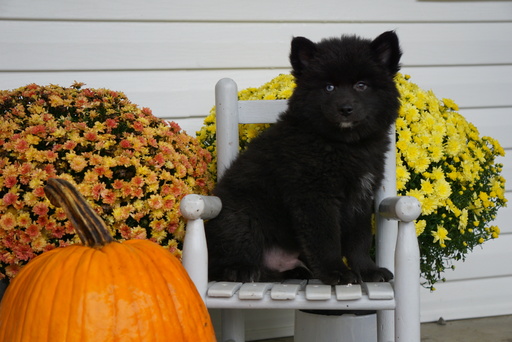Medium Photo #4 Pomsky Puppy For Sale in FREDERICKSBG, OH, USA