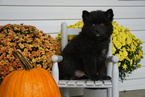 Small Photo #4 Pomsky Puppy For Sale in FREDERICKSBG, OH, USA