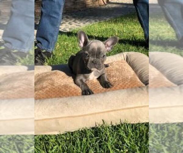 Medium Photo #1 French Bulldog Puppy For Sale in WHITTIER, CA, USA