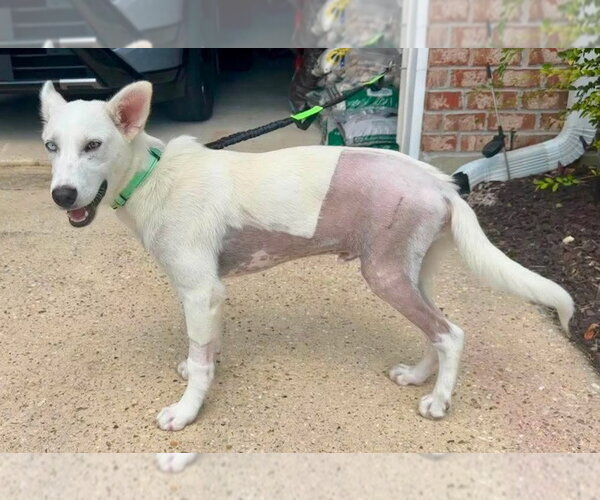 Medium Photo #4 Unknown-white german shepherd Mix Puppy For Sale in Hoffman Estates, IL, USA
