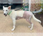 Small #3 white german shepherd Mix