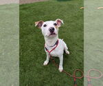 Small #3 Jack Russell Terrier Mix