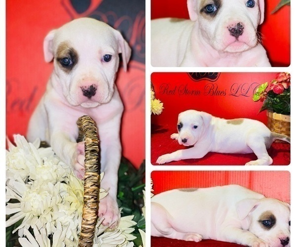 Medium Photo #1 American Bully Puppy For Sale in TRENTON, NJ, USA