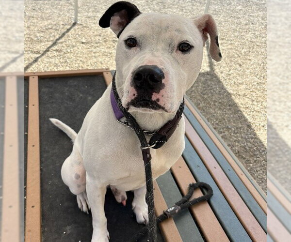Medium Photo #4 American Pit Bull Terrier-Unknown Mix Puppy For Sale in Palmetto, FL, USA