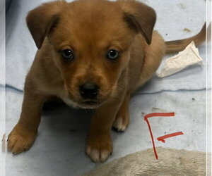 Labrador Retriever-Unknown Mix Dogs for adoption in SHERBURNE, NY, USA
