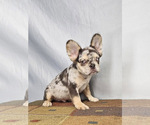 Small #15 French Bulldog