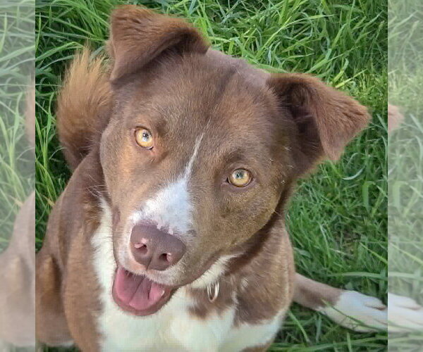 Medium Photo #3 Chocolate Labrador retriever-Siberian Husky Mix Puppy For Sale in Huntley, IL, USA