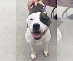 Small #1 American Bulldog