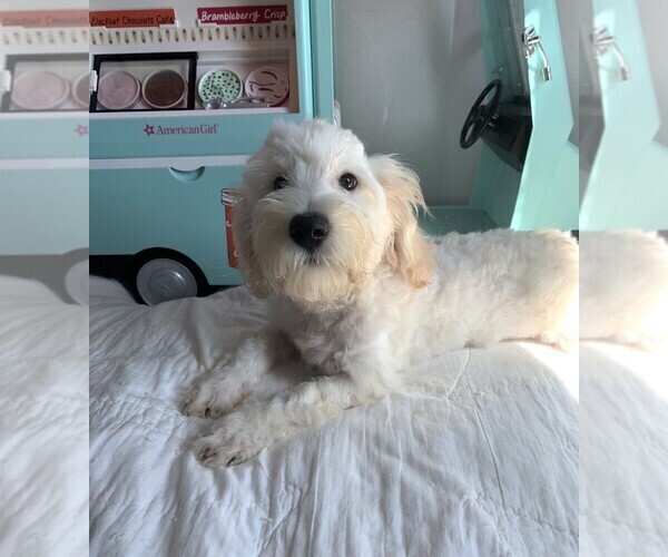 Medium Photo #1 Chonzer Puppy For Sale in MORENO VALLEY, CA, USA