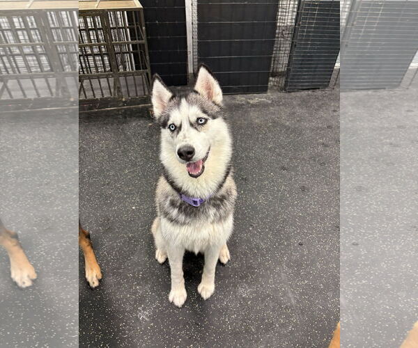 Medium Photo #3 Siberian Husky Puppy For Sale in Carrollton, TX, USA