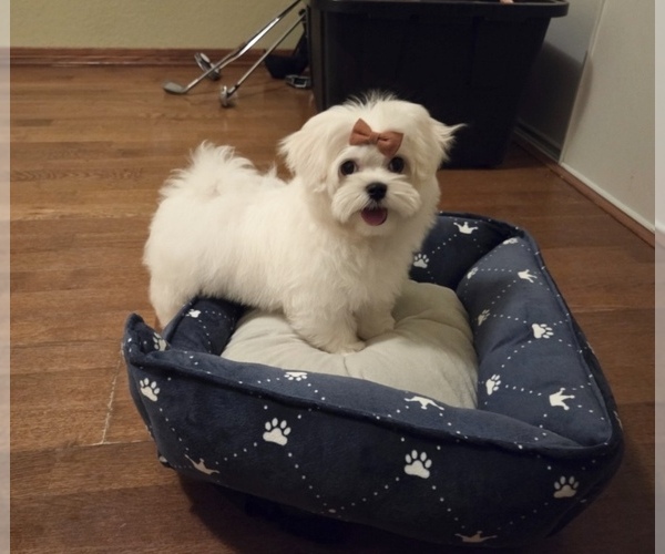 Medium Photo #1 Maltese Puppy For Sale in SANTA CLARITA, CA, USA