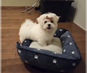 Maltese Puppy for sale in SANTA CLARITA, CA, USA