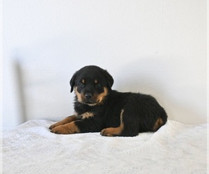 Rottweiler Puppy for sale in FREDERICKSBURG, OH, USA