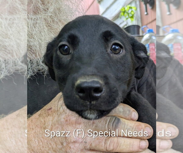 Medium Photo #3 Labbe Puppy For Sale in Aurora, IN, USA