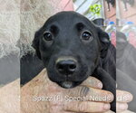 Small #2 Labbe
