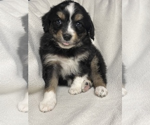 Miniature Australian Shepherd Puppy for sale in MENIFEE, CA, USA