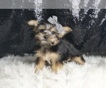 Small #2 Morkie