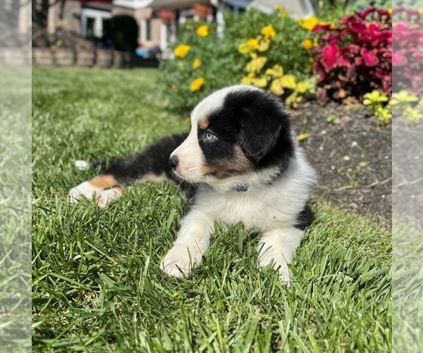 Medium Photo #7 Miniature Australian Shepherd Puppy For Sale in NOBLESVILLE, IN, USA