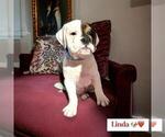 Small Photo #5 Victorian Bulldog Puppy For Sale in DURHAM, CT, USA