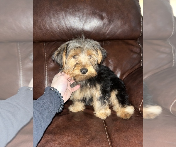 Medium Photo #4 Yorkshire Terrier Puppy For Sale in LOWELL, MA, USA