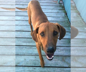 Professor Red - Male Labrador Retriever-Unknown Mix Dog for Adoption - Photo #19