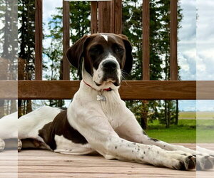 Colonial Cocker Spaniel-Retriever  Mix Dogs for adoption in Fargo, ND, USA
