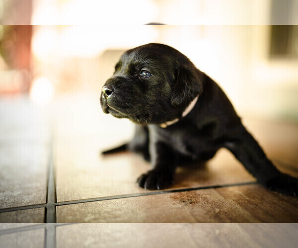 Medium Photo #1 Labrador Retriever Puppy For Sale in CARSON CITY, NV, USA
