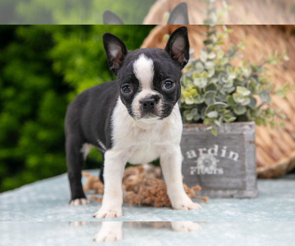 Medium Photo #14 Boston Terrier Puppy For Sale in HARLAN, IN, USA