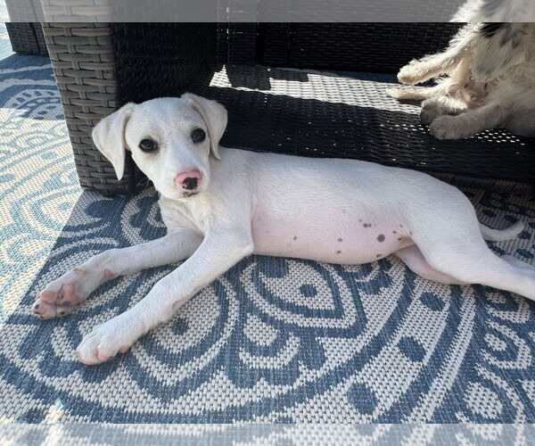 Medium Photo #2 Mutt Puppy For Sale in Menifee, CA, USA