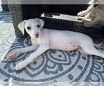 Small #1 Mutt