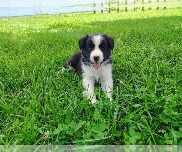 Medium Photo #142 Border Collie Puppy For Sale in NORBORNE, MO, USA