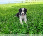 Small Photo #142 Border Collie Puppy For Sale in NORBORNE, MO, USA