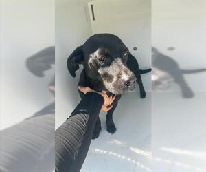 Dachshund-Unknown Mix Dogs for adoption in Houston, TX, USA