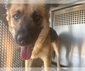 German Shepherd Dog-Unknown Mix Dogs for adoption in Oklahoma City, OK, USA