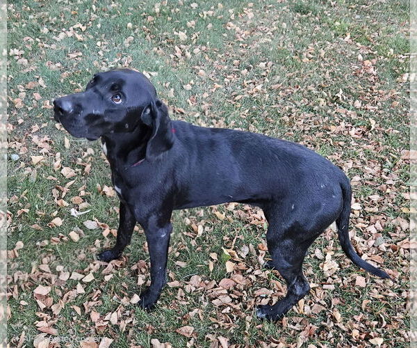Medium Photo #3 Labrador Retriever-Unknown Mix Puppy For Sale in Farmington, MN, USA