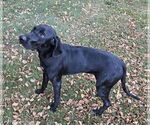 Small #2 Labrador Retriever Mix