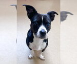 Small Labbe