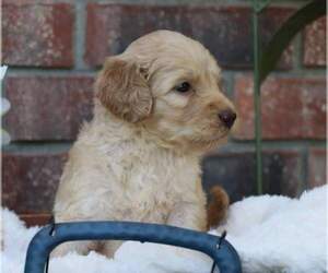 Goldendoodle Puppy for sale in FAIR GROVE, MO, USA