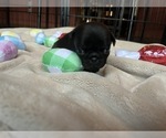 Small Photo #40 Pug Puppy For Sale in BLOOMINGTON, IL, USA