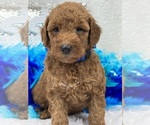 Small Photo #1 Goldendoodle (Miniature) Puppy For Sale in BULLARD, TX, USA