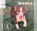 Small #1 Staffordshire Bull Terrier