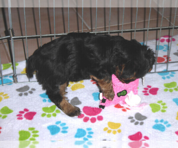 Medium Photo #11 Yorkshire Terrier Puppy For Sale in ORO VALLEY, AZ, USA