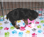 Small Photo #11 Yorkshire Terrier Puppy For Sale in ORO VALLEY, AZ, USA
