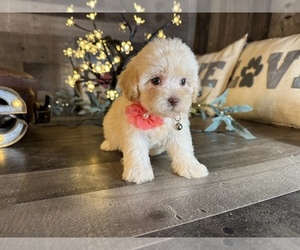 Maltipoo (Miniature) Puppy for sale in ERIE, PA, USA