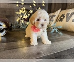 Small Maltipoo (Miniature)