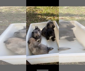 American Eskimo Dog-Keeshond Mix Puppy for sale in HIGH POINT, NC, USA