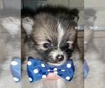 Small Photo #6 Pomeranian Puppy For Sale in CARTHAGE, TX, USA